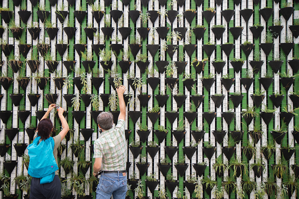 man and woman reaching up on greenery wall tending to potted plants