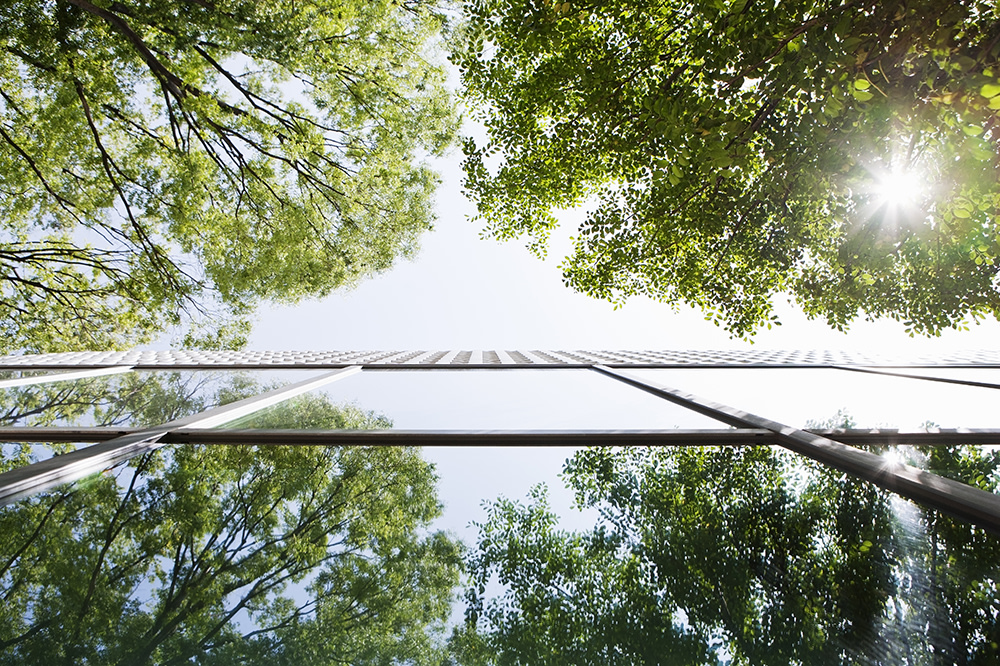 Workplace tree reflection
